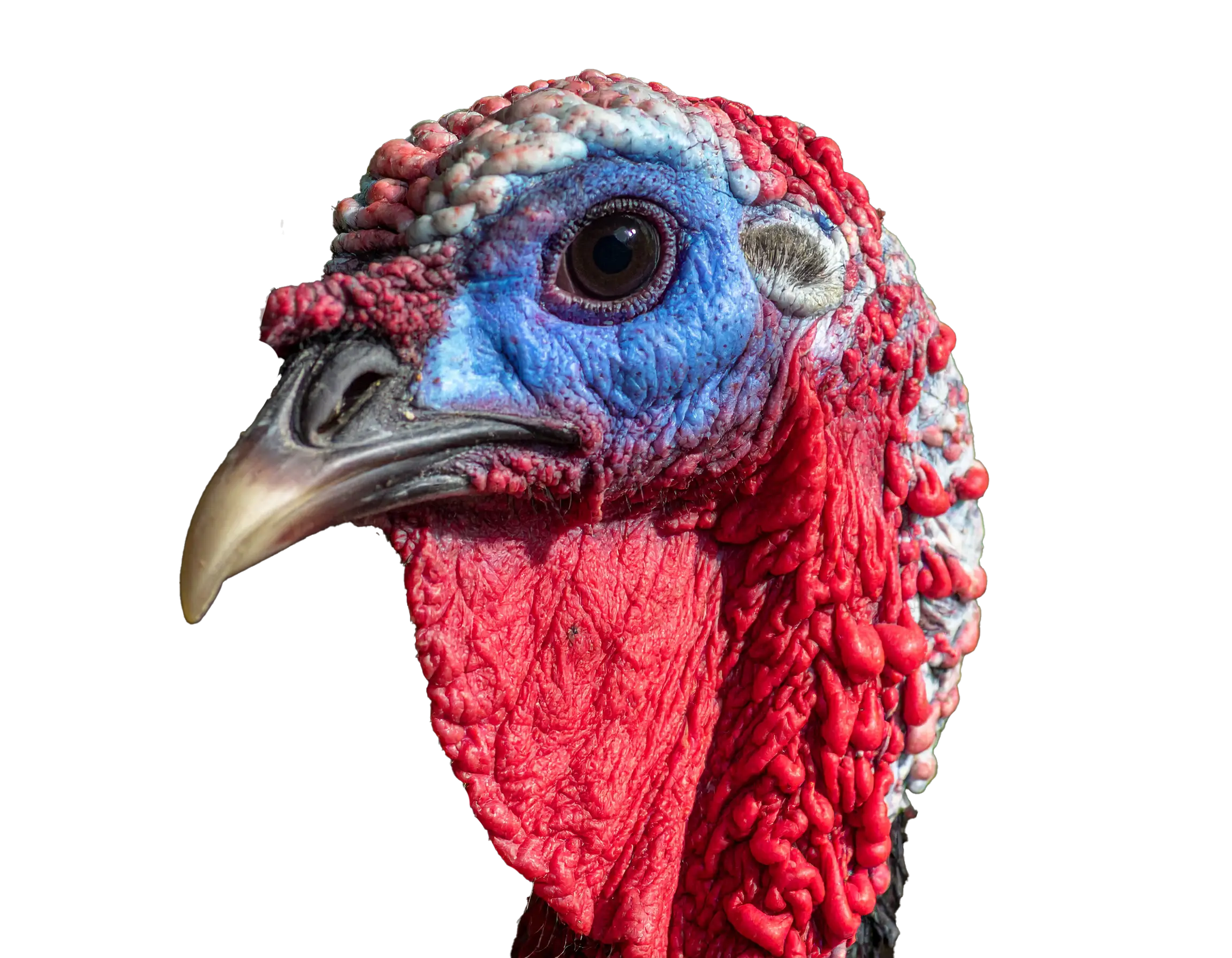 Photo d-un dindon au regard perçant